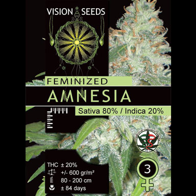 Amnesia (Vision Seeds), Semilla Feminizada
