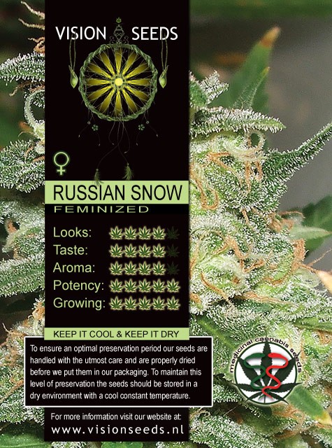 Russian Snow Vision Seeds