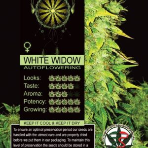 White Widow Auto Vision Seeds