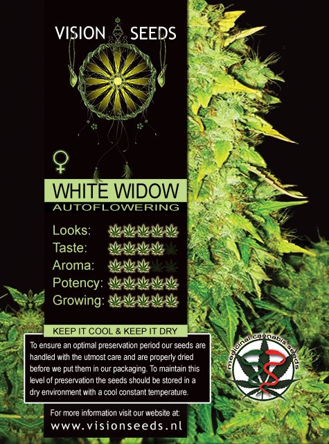 White Widow Auto Vision Seeds