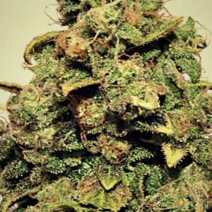 Chemgos (Pepita Seeds)Feminizada Cannabis Semilla Barata