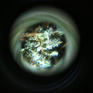 Microscopio para ver los tricomas y resina de la marihuana