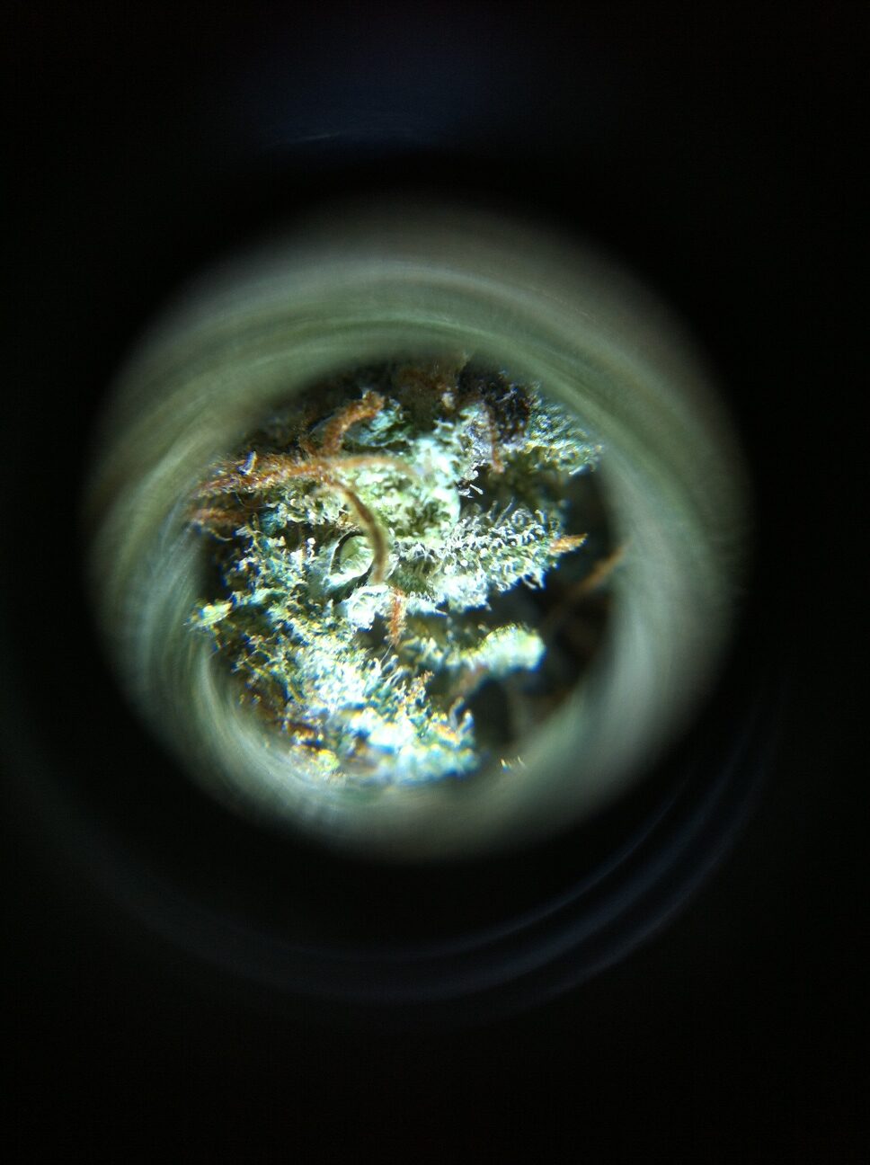 Microscopio para ver los tricomas y resina de la marihuana