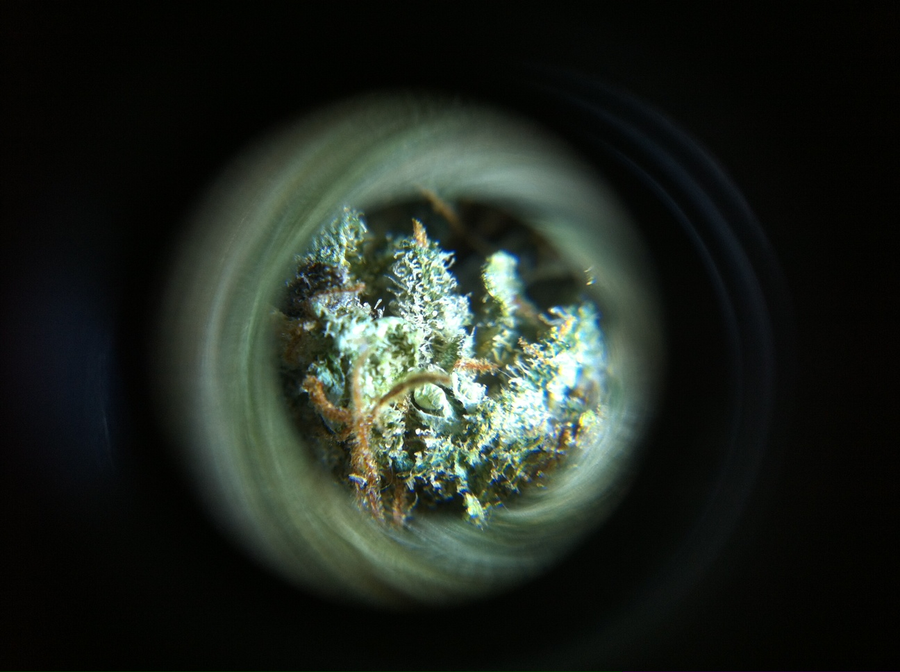 Microscopio para ver los tricomas y resina de la marihuana