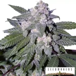 Auto Blue SeedMakers