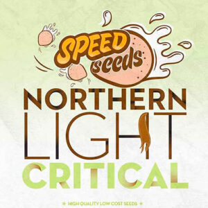 Northern Light x Critical Speed Seeds