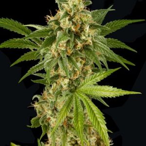Kush'N'Cheese (Dinafem) Semilla Feminizada Cannabis
