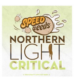 Northern Light x Critical 30 unds (Speed Seeds) Semilla Feminizada Granel Barata