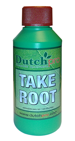 Take Root (Dutch Pro) antigua