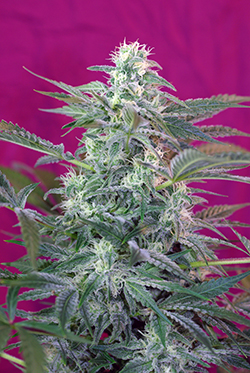 Big Foot (Sweet Seeds) Semilla feminizada marihuana cultivo interior-exterior