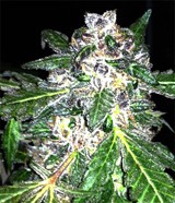 Lili (Mano Verde Seeds) Semilla Feminiza Cannabis-Marihuana