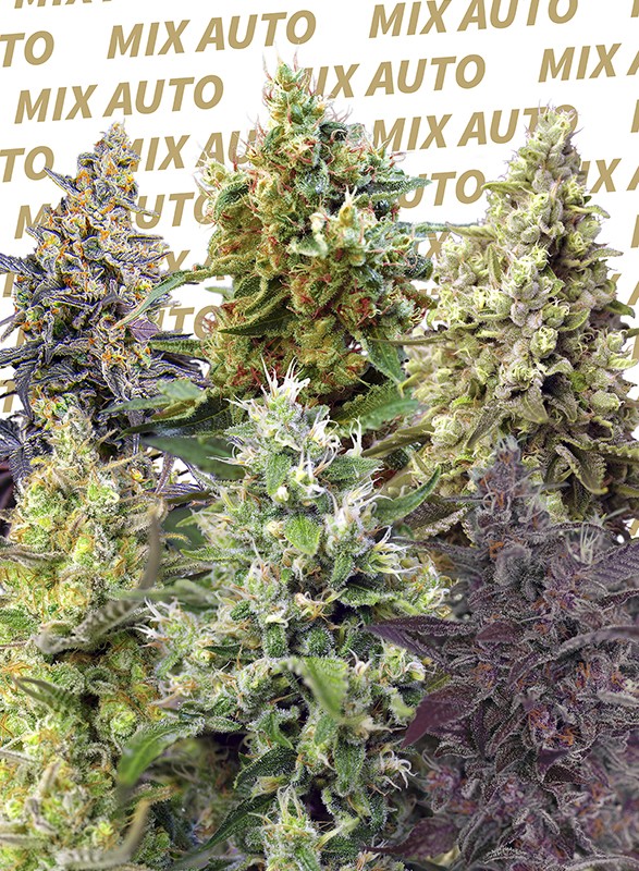 Sweet Mix Auto Sweet Seeds