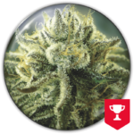 Canadian Kush 2.0 Feminizada Medical Seeds