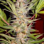 S.A.D. Sweet Afgani Delicious F1 Fast Version Sweet Seeds