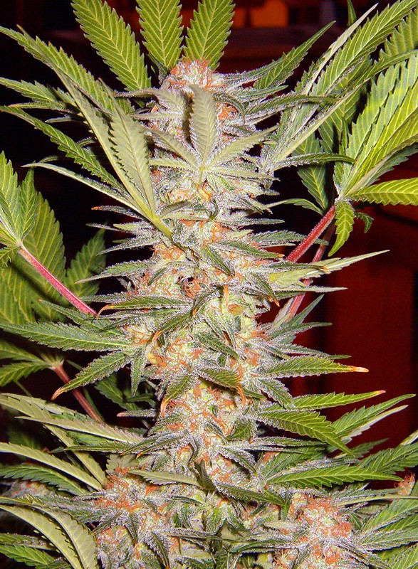 S.A.D. Sweet Afgani Delicious F1 Fast Version Sweet Seeds