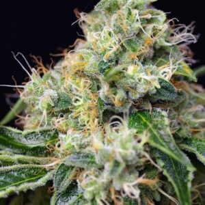 Killer Kush F1 Fast Version Sweet Seeds