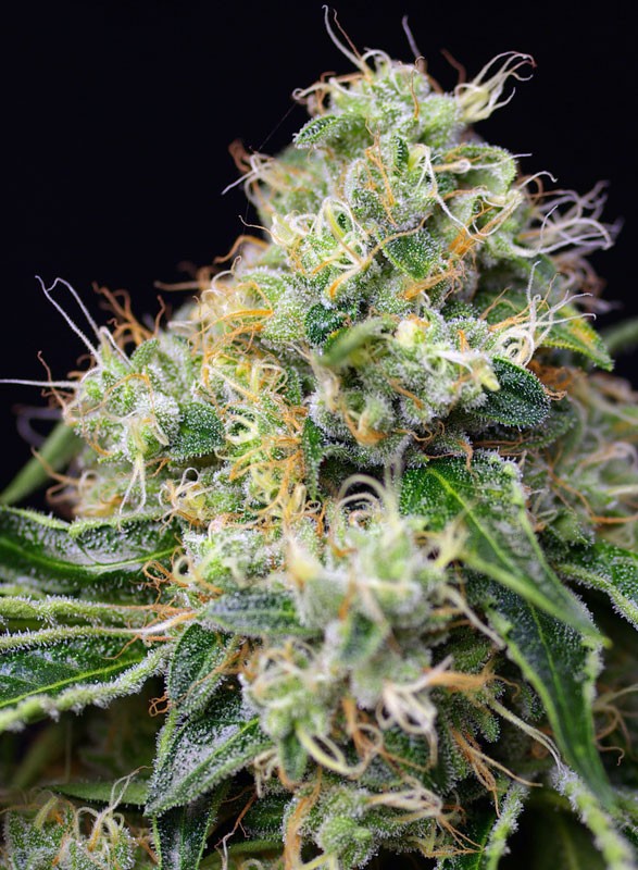 Killer Kush F1 Fast Version Sweet Seeds