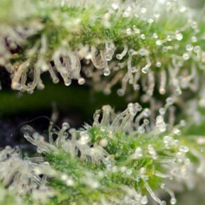 Killer Kush F1 Fast Version Sweet Seeds