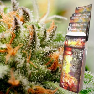 Assorted Auto Feminizada (Buddha Seeds)