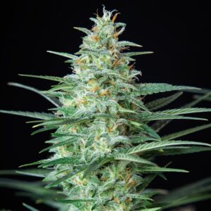 Assorted Auto Feminizada (Buddha Seeds)