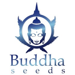 buddha-seeds-logo