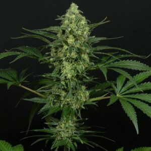 Criminal + Feminizada Ripper Seeds