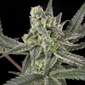 Old School Feminizada Ripper Seeds