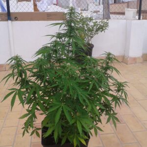 Auto 4:20 (Biohazard Seeds)