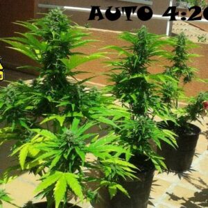 Auto 4:20 (Biohazard Seeds)