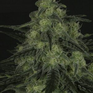 Black Valley (Ripper Seeds) Semilla Feminizada de Cannabis