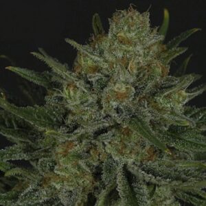 Double Glock (Ripper Seeds) Semilla Feminizada de Cannabis