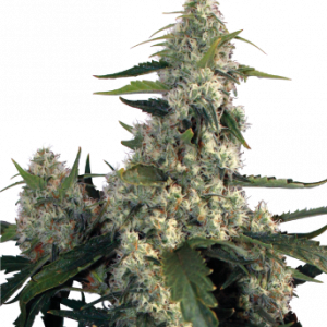 Quasar (Buddha Seeds) Semilla Feminizada de Cannabis