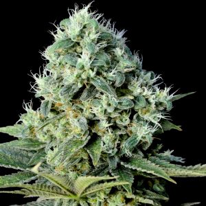 Santa Bilbo (Genehtik Seeds) Semilla Feminizada Cannabis
