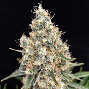 Quasar Feminizada Buddha Seeds