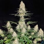 Quasar Feminizada Buddha Seeds