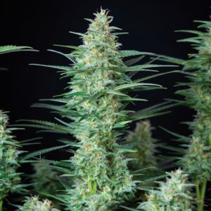 Red Dwarf Auto Feminizada (Buddha Seeds)