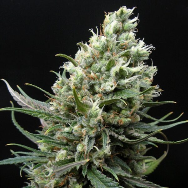 Ripper Haze Feminizada Ripper Seeds