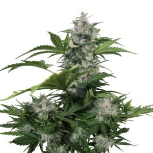 White Dwarf Auto Feminizada (Buddha Seeds)