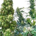 Outdoor Mix Sensi Seeds 25 Semillas Regulares