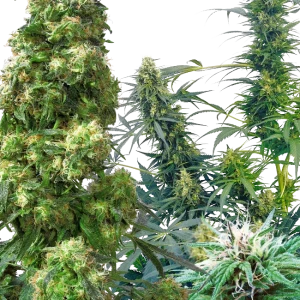 Outdoor Mix Sensi Seeds 25 Semillas Regulares