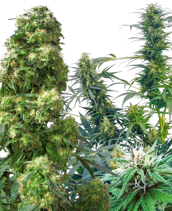 Outdoor Mix Sensi Seeds 25 Semillas Regulares