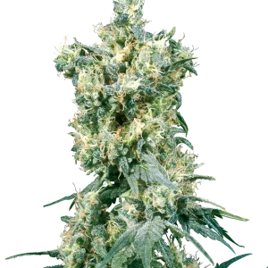 American Dream Regular Sensi Seeds