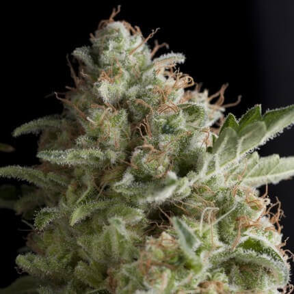 American Pie Feminizada (Pyramid Seeds)