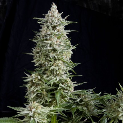 Amnesia Gold Feminizada Pyramid Seeds