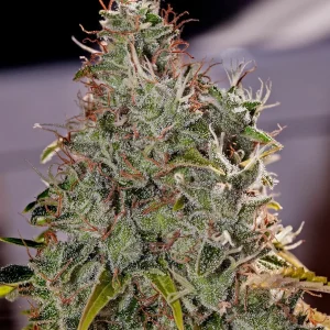 Amnesia Mistery Feminizada Positronics Seeds