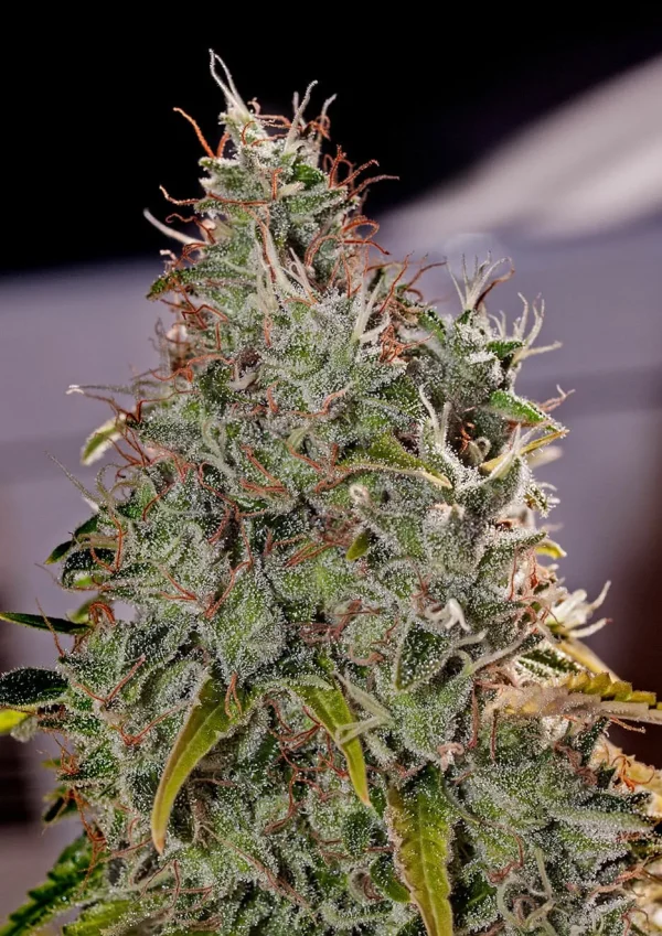 Amnesia Mistery Feminizada Positronics Seeds