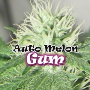 Auto Melon Gum Dr. UnderGround