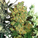 Feminized Mix Sensi Seeds