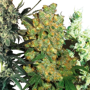 Feminized Mix Sensi Seeds