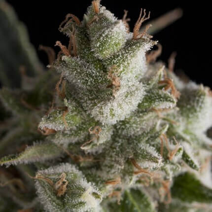 Fresh Candy Pyramid Seeds Feminizada